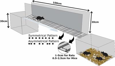 The Foot Fault Scoring System to Assess Skilled Walking in Rodents: A Reliability Study